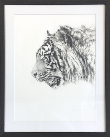 Jules Kesby african animal portraits, weight of a sigh, tiger, sketch